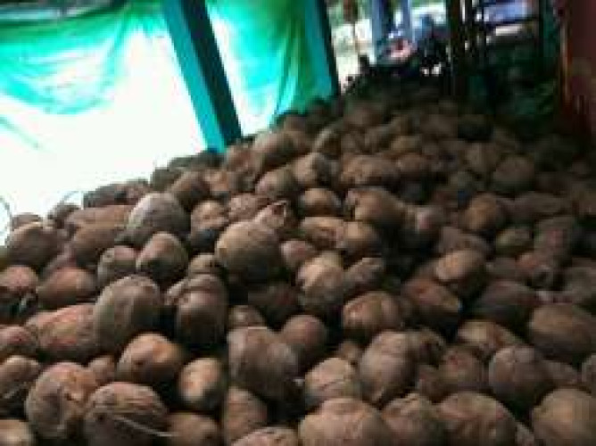 Coconuts for sale