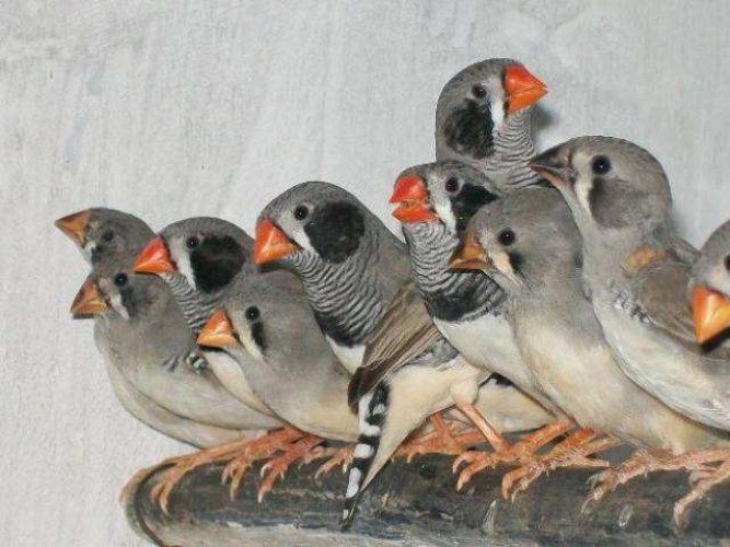 black cheek finches