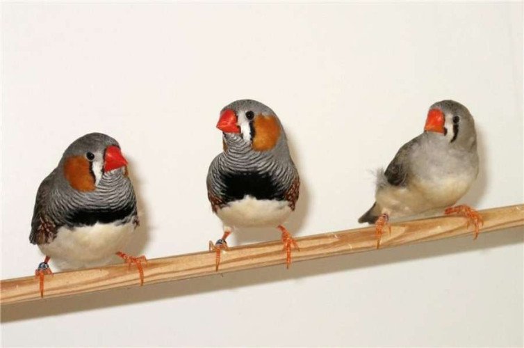 show finches 