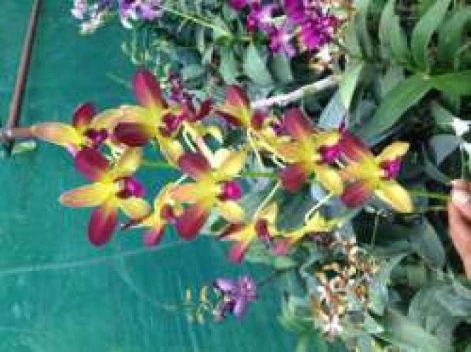 Dendrobium Orchid