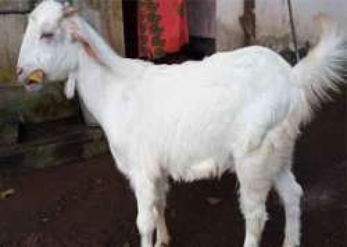 male goat for sale