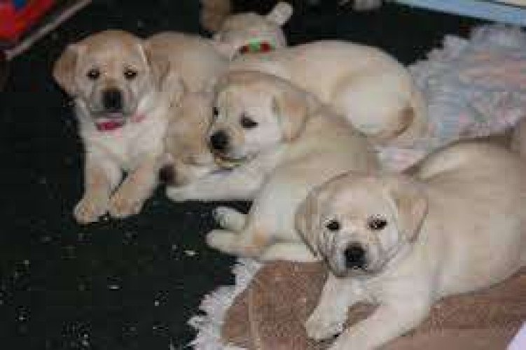 Labrador Puppies for sale