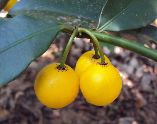 LEMONDROP MANGOSTEEN-Garcinia intermedia