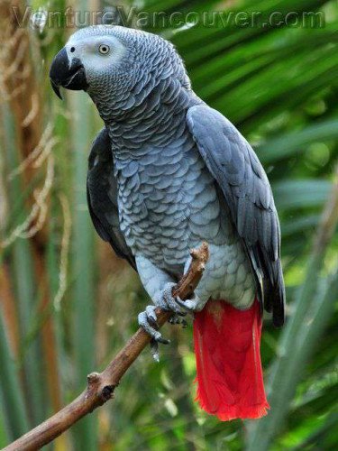 African gray parrot