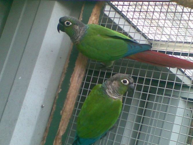 maroon tail conures 