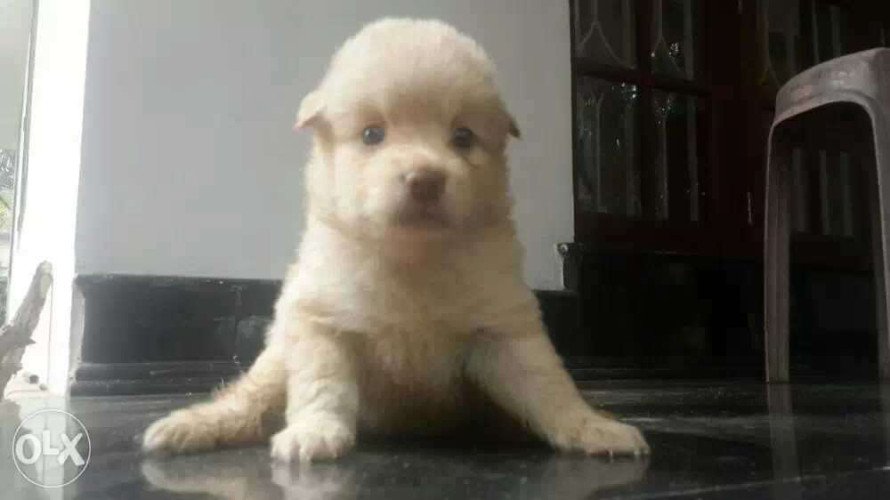 Coton de tolour puppies for sale