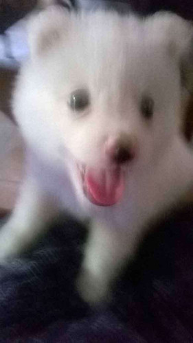 Pomeranian pupppies