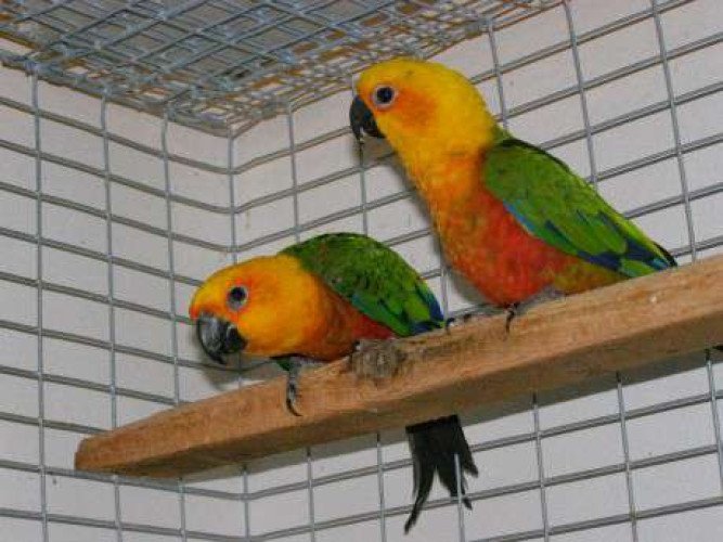 read facture jandiya conure 