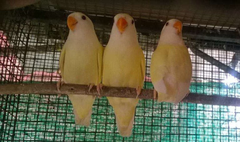 HOME BREED AFRICAN LOVEBIRDS