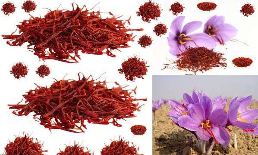Saffron herb spice