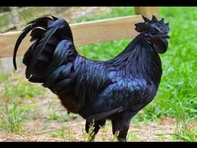 Kadaknath/Girirajan-Bantams/Cocks