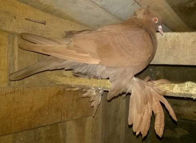 AUSTRALIAN BROWN MALE PIGEON URGENT SALE