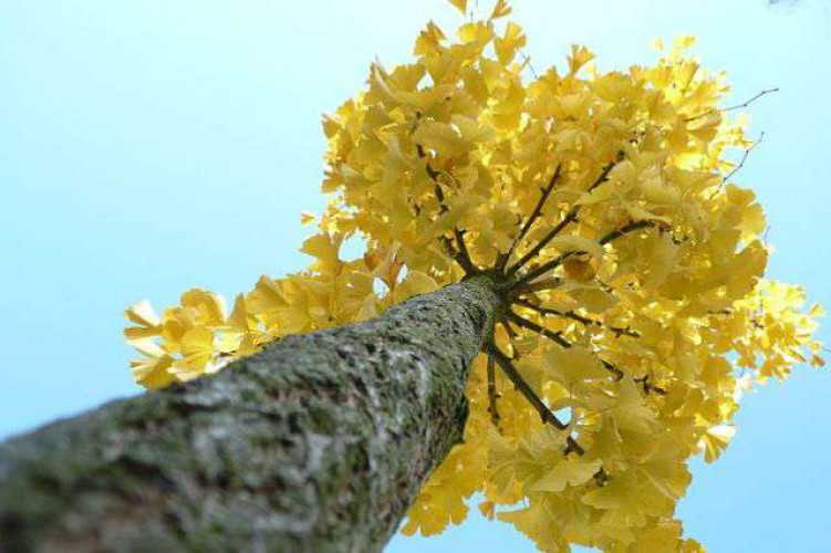 Ginkgo trees