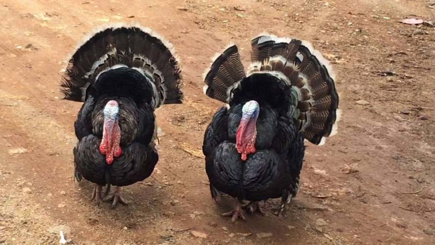 Turkey for sale at pathanamthitta (only male)