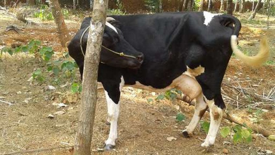 Original hf cow 