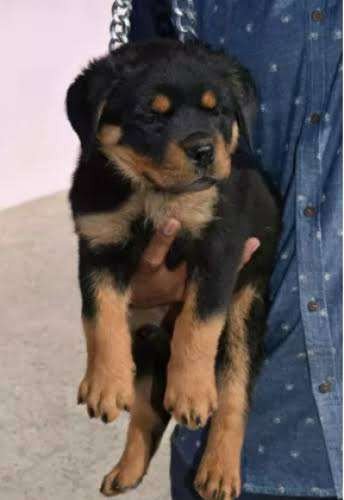 Rottweiller puppy for sale in kannur