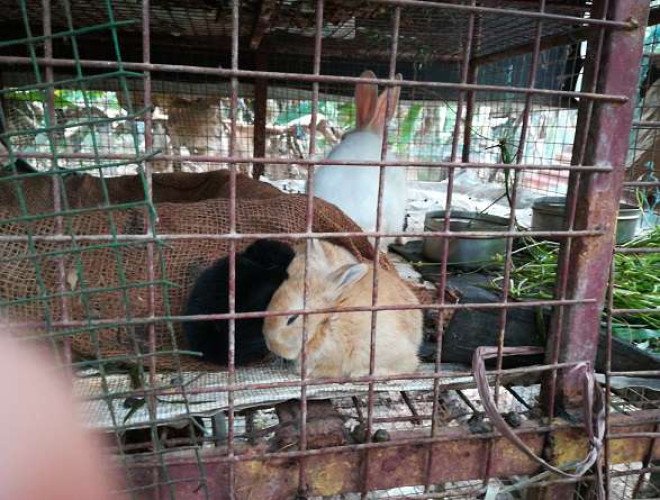 Rabbit for sale in changanacherry 