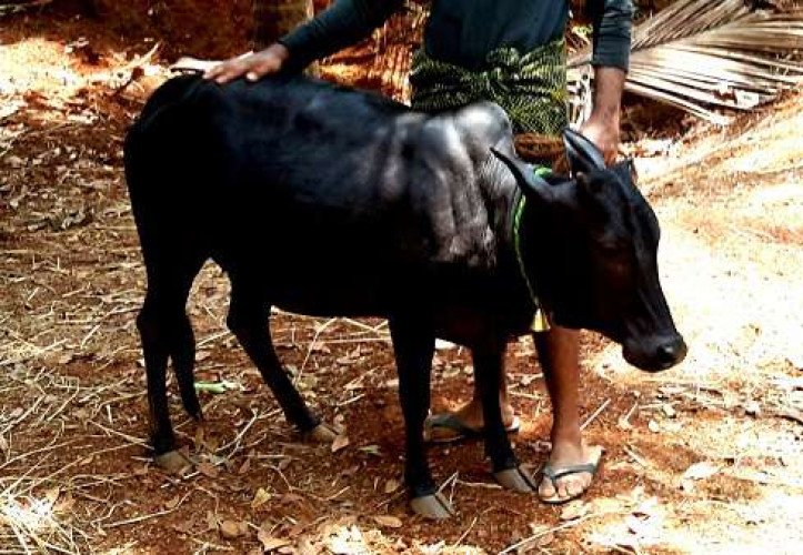 Original kasaragod kullan cow 