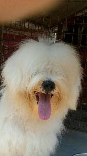 Good quality 5month old lhasa aposo puppy