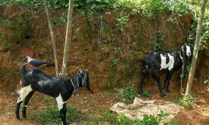 Goat male and female Beetel  pure breed