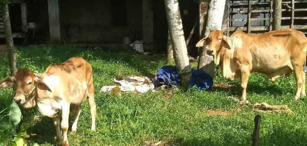 Cow male Sahiwal Breed born in Kerala and Beetel goat kids