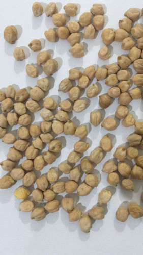 ChikPeas  (kadala )