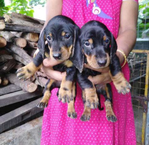 Dachshund puppies 50 days old for sale 