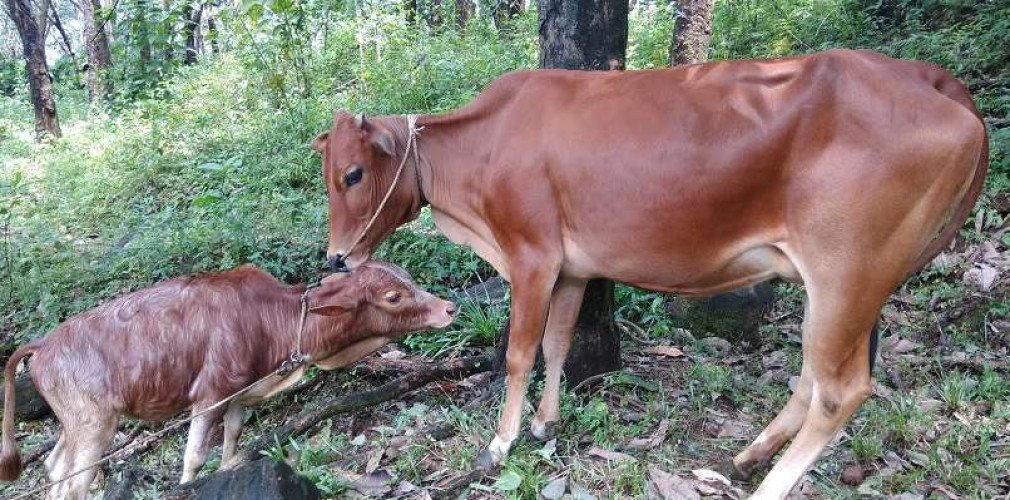 Kasargod Dwarf Moorikuttan