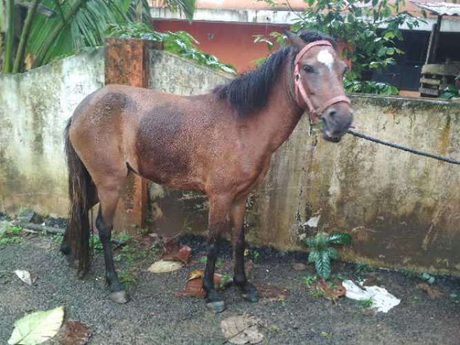 Pony female Horse Kuthira