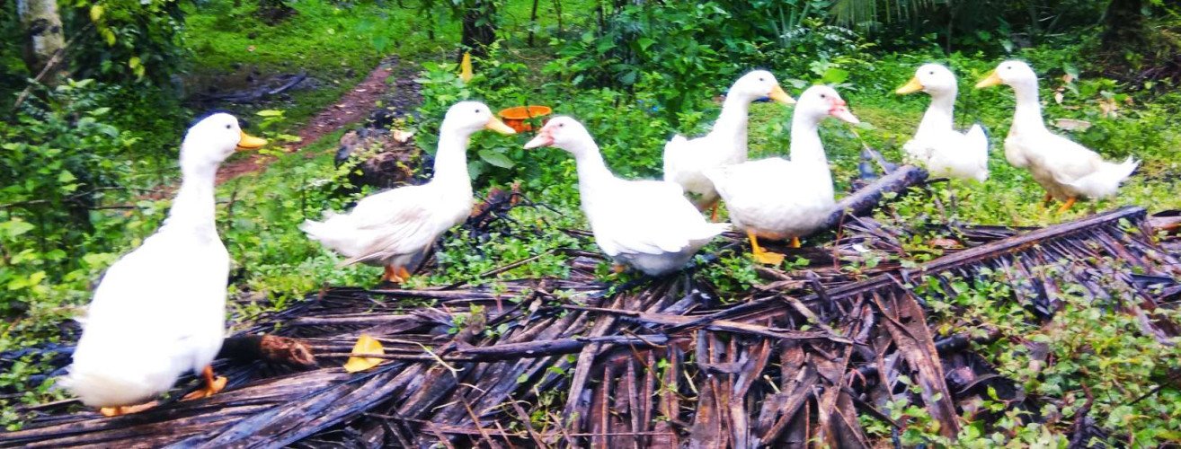 Vigova Broiler ducks. 3 moths old.