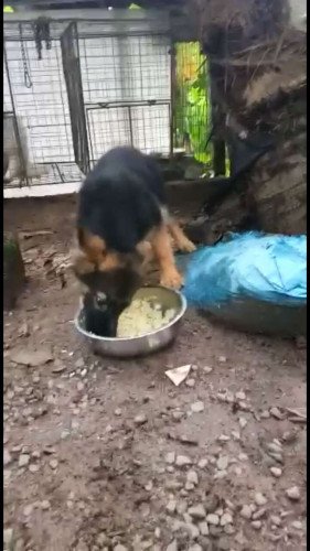 Gsd bush coat puppy for sale