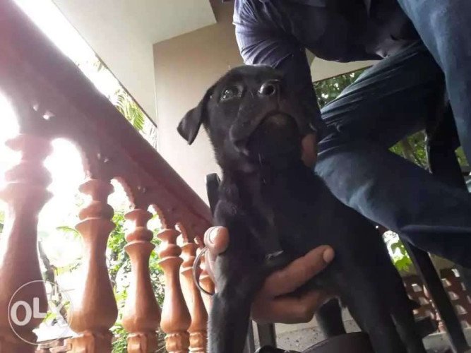 Labrador Retriever puppies 