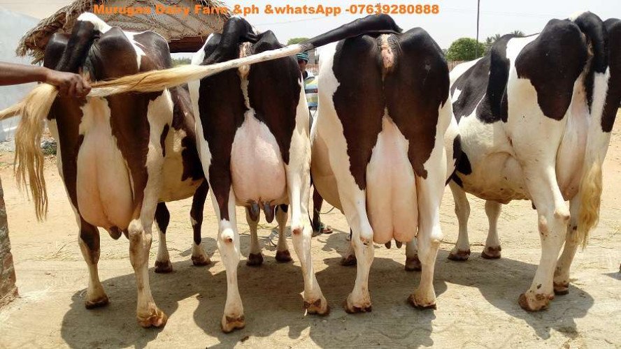 HF,JERSEY COWS FOR SALE IN KERLA,TAMILNADU