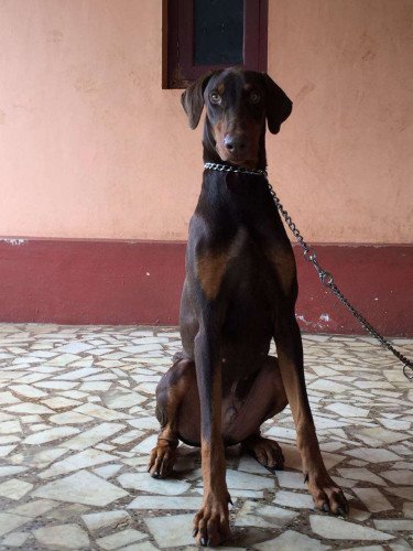 9 month old male red Doberman 