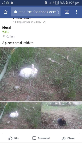 Rabbits for sale