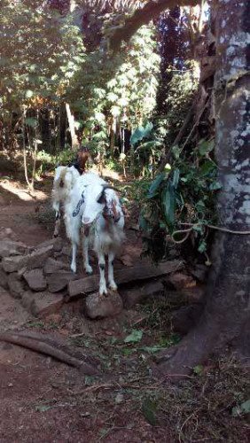 Malabari goat