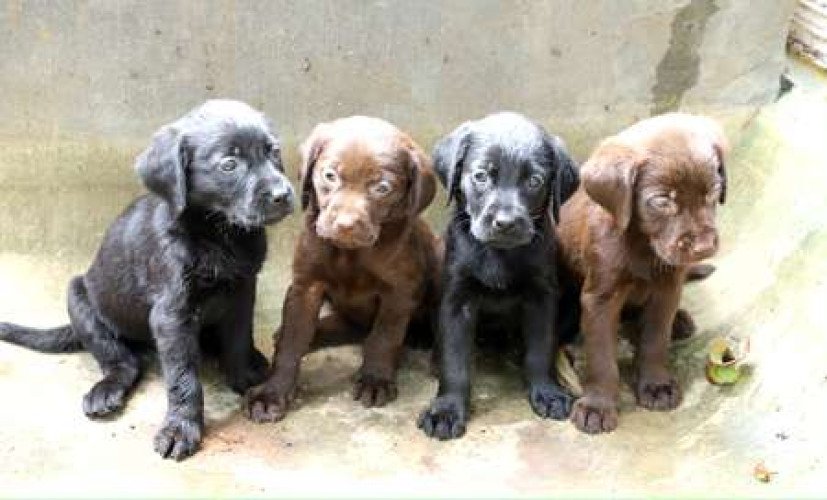 Labrador Retriever Puppies