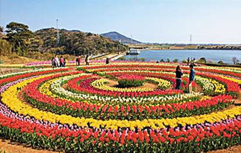 Tulips