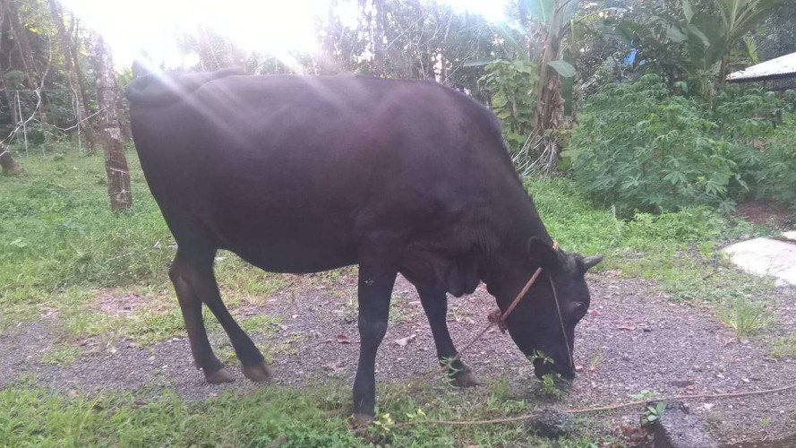 9 months Pregnant Cow for Sale- Age: 2 and half year