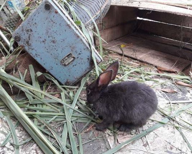 Rabbits for sale