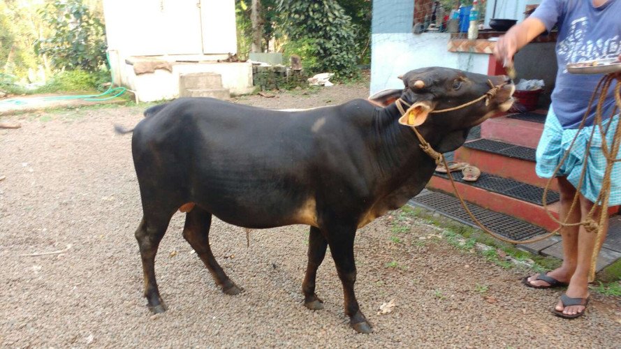 Vechur male calf/bull for sale