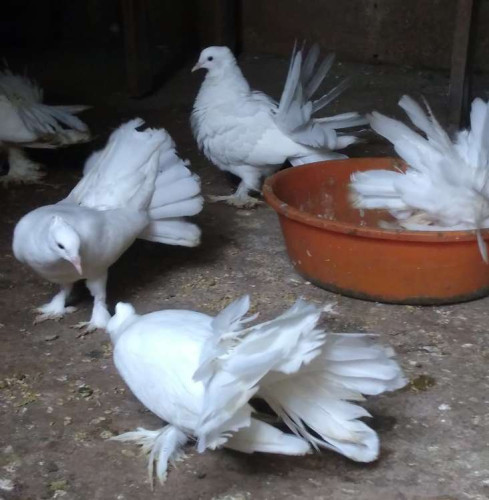 Fancy doves white