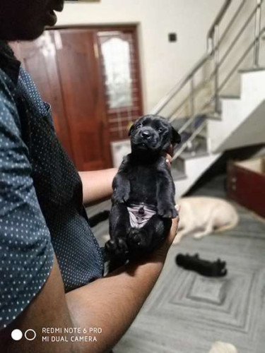 Labrador Retriever