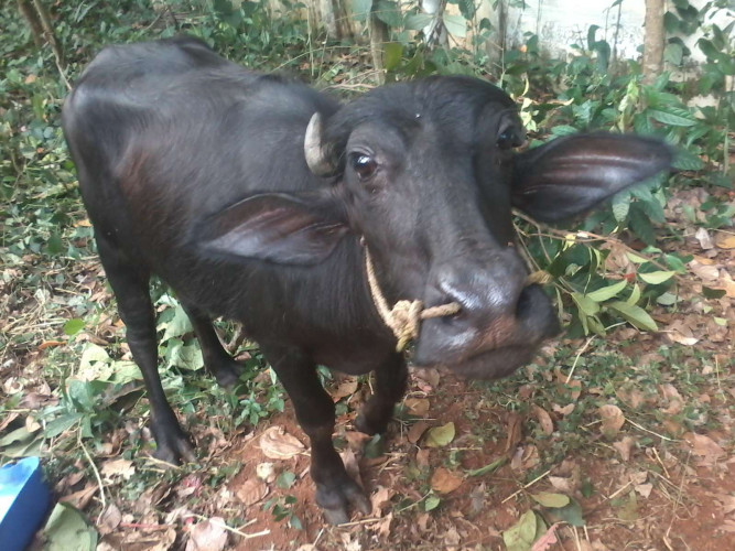 perumbavoor