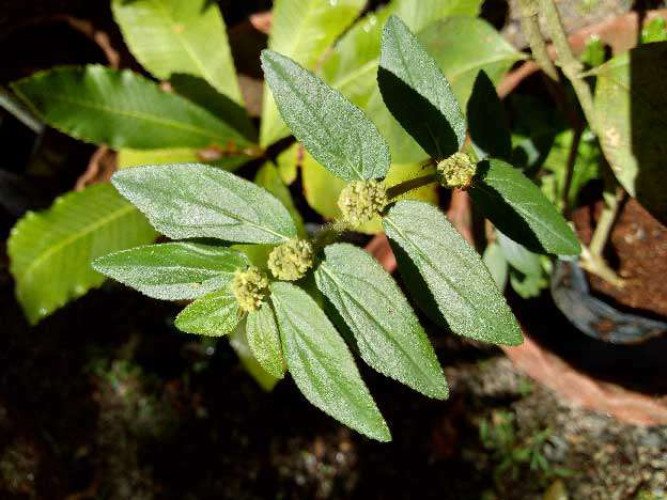 Nakshatra Vana or Birth Star Trees