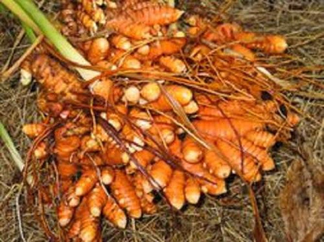 High yielding Prathibha hybrid turmeric seeds