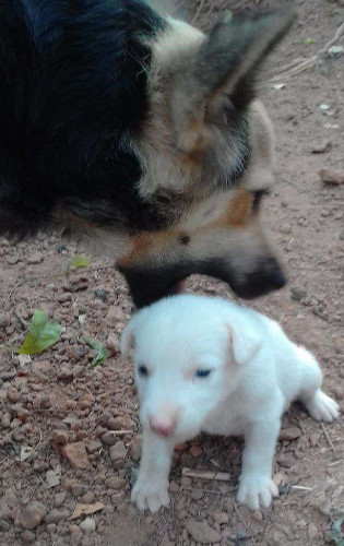 Dog puppy sail 