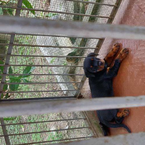 80 days old rottweiler puppy