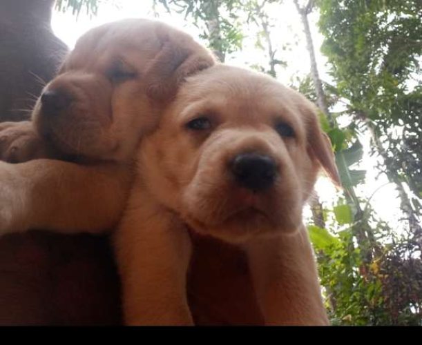 Labrador puppies