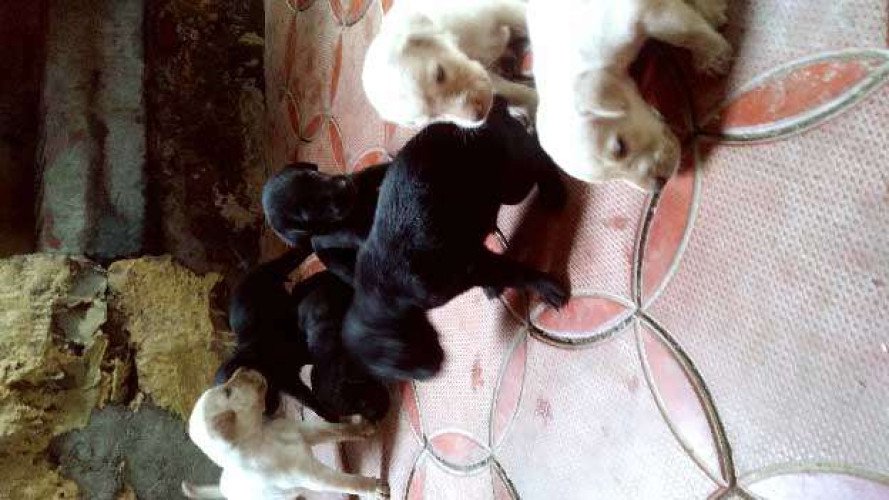 Labrador puppies